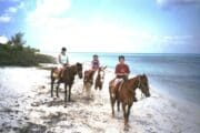 Cozumel Horseback Riding Beach and Jungle